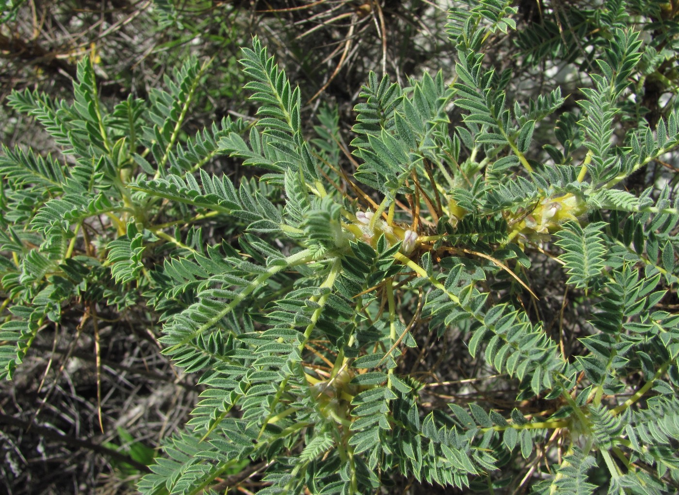 Изображение особи Astragalus denudatus.