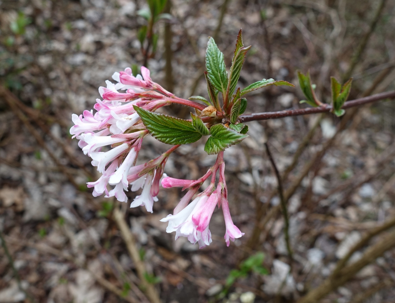 Image of Viburnum &times; bodnantense specimen.