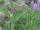 Vicia tenuifolia. Часть побега. Дагестан, Докузпаринский р-н, окр. с. Усухчай, ок. 1200 м н.у.м., каменистый склон. 04.06.2019.