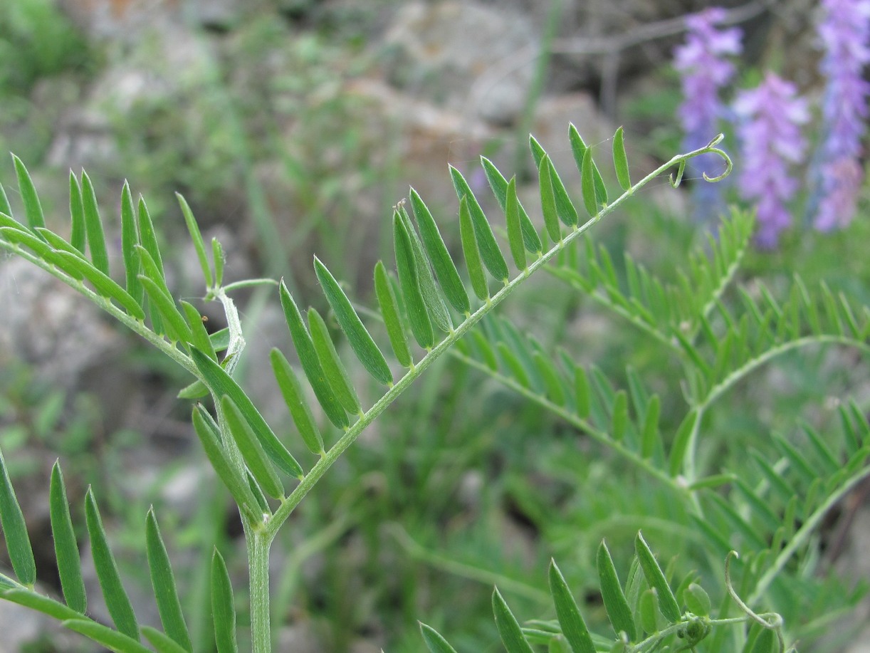 Image of Vicia tenuifolia specimen.