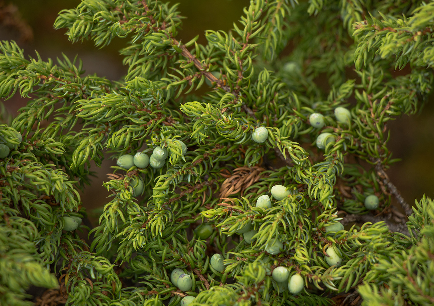 Image of Juniperus sibirica specimen.