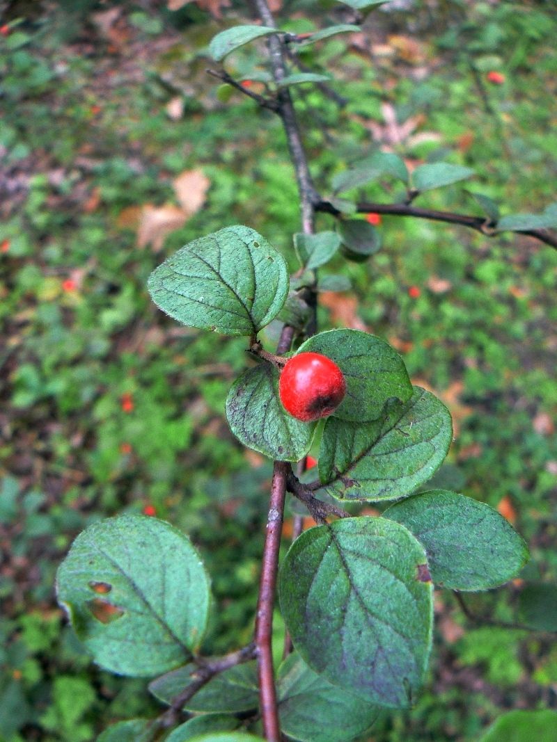 Изображение особи Cotoneaster tomentosus.