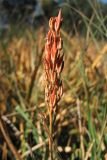 Narthecium ossifragum. Соплодие. Нидерланды, провинция Drenthe, окр. населённого пункта Donderen, окраина частично осушенного верхового болота. 27 сентября 2008 г.