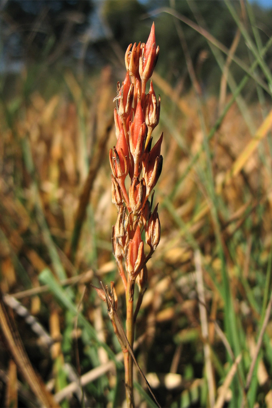 Image of Narthecium ossifragum specimen.