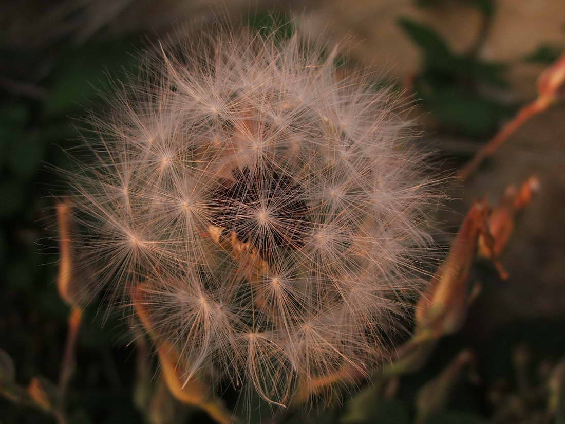 Изображение особи Lactuca tuberosa.