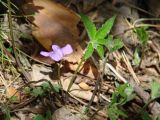 Viola dactyloides
