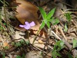 Viola dactyloides. Цветущее растение. Иркутская обл., Черемховский р-н, окр. пос. Узкий Луг, редкий лес. 26.05.2019.