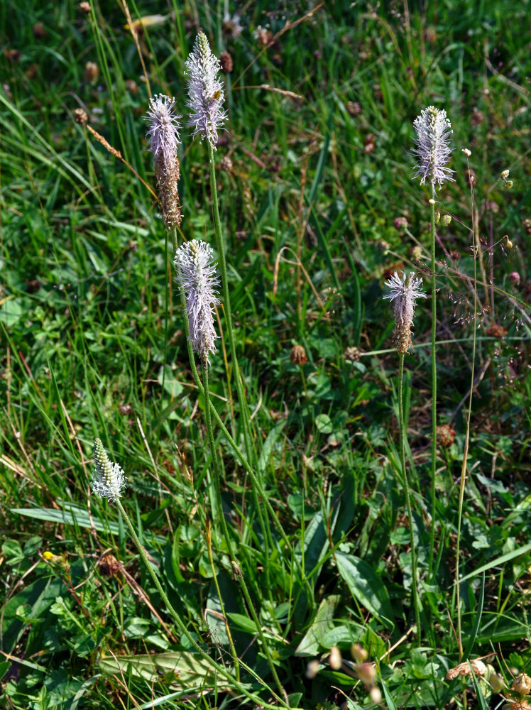 Image of Plantago media specimen.