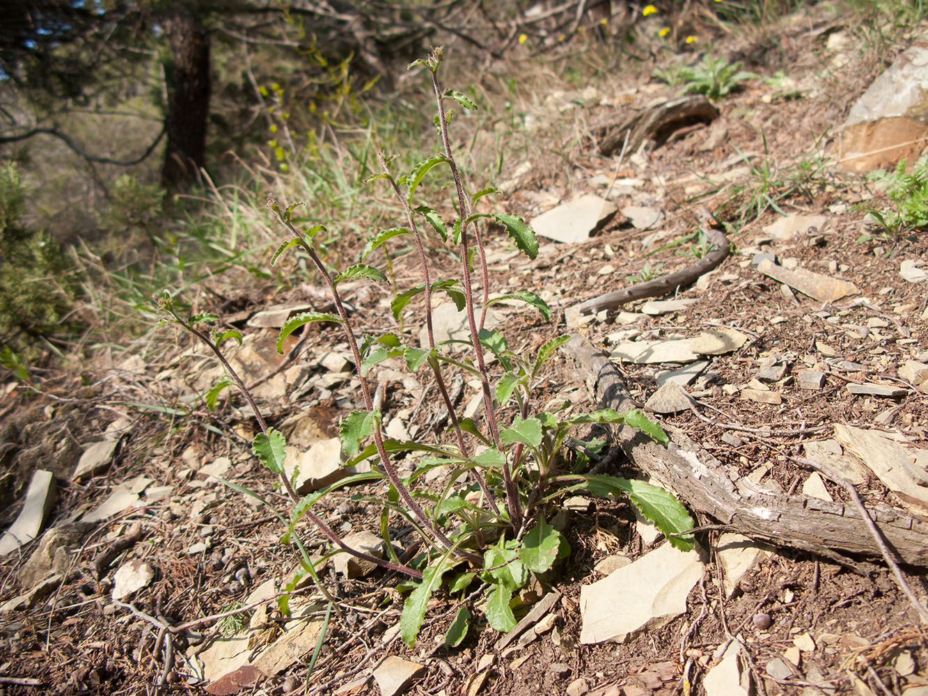 Image of Campanula praealta specimen.