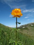 Trollius altaicus. Верхушка цветущего растения. Восточный Казахстан, Южный Алтай, хр. Сарымсакты, пер. Бурхат, ≈ 2200 м н.у.м., субальпийский луг на склоне южн. экспозиции. 22 июня 2019 г.