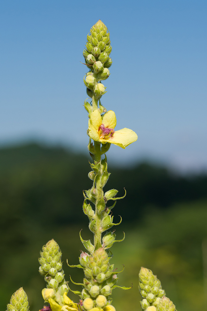 Изображение особи Verbascum pyramidatum.