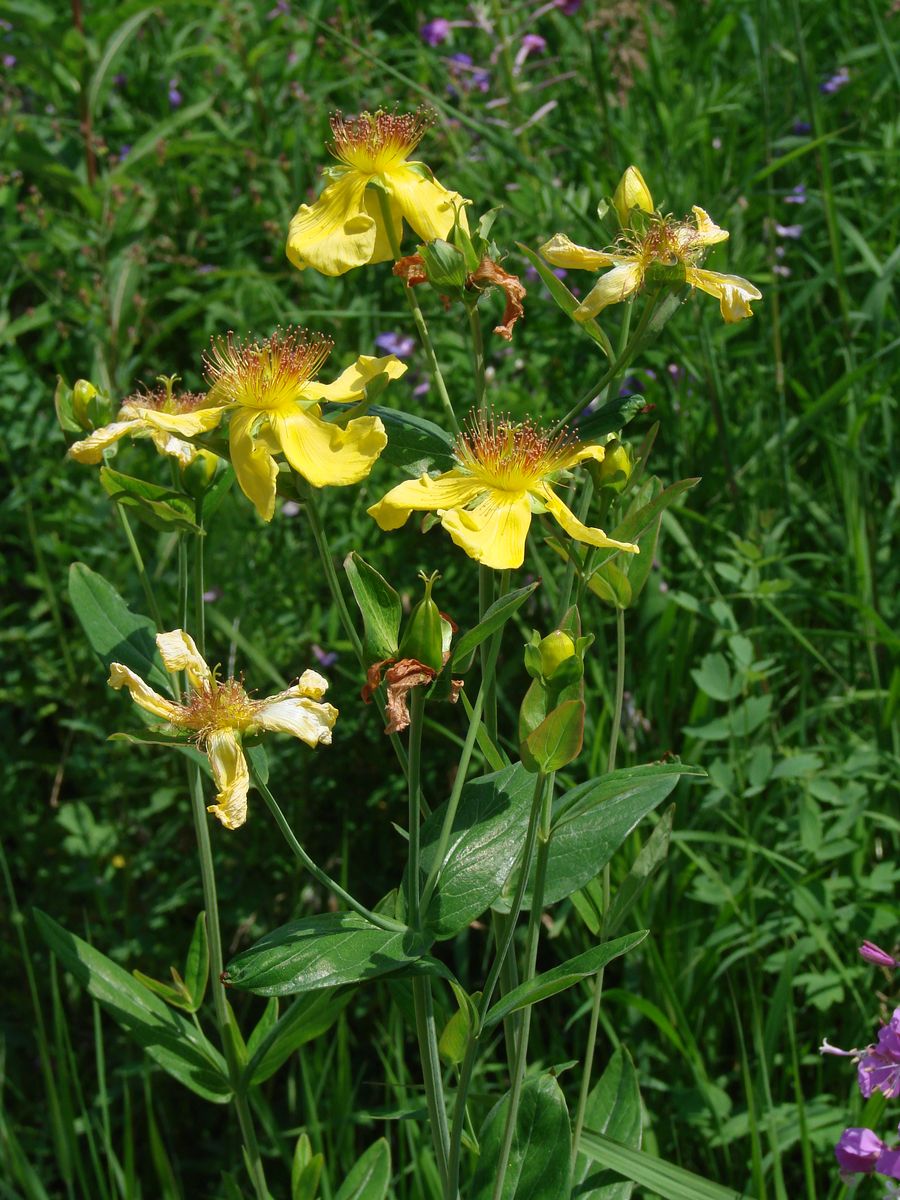 Image of Hypericum ascyron specimen.