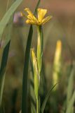 Iris halophila