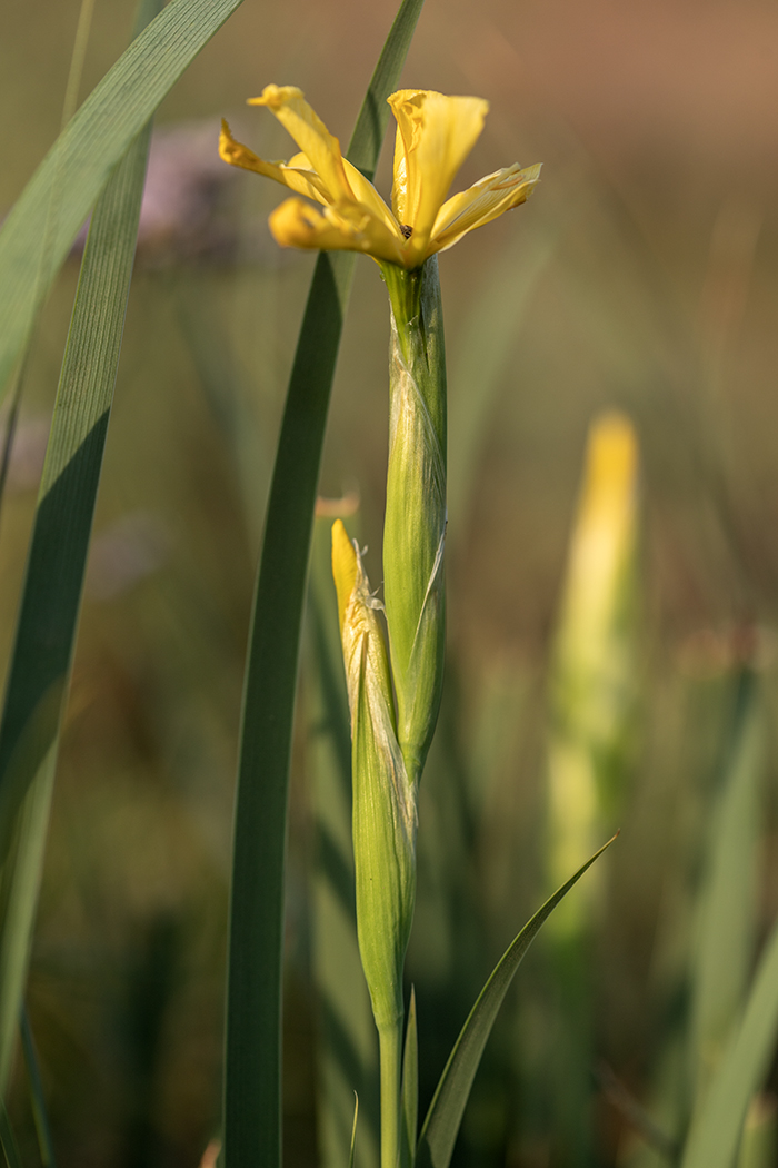 Изображение особи Iris halophila.