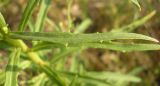 Hieracium filifolium