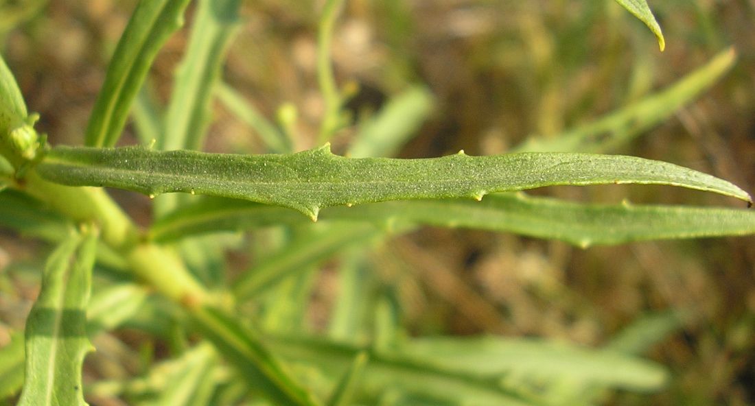 Image of Hieracium filifolium specimen.