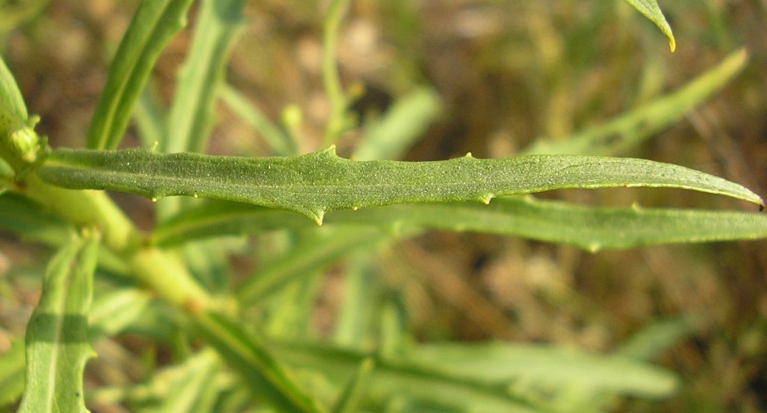 Изображение особи Hieracium filifolium.