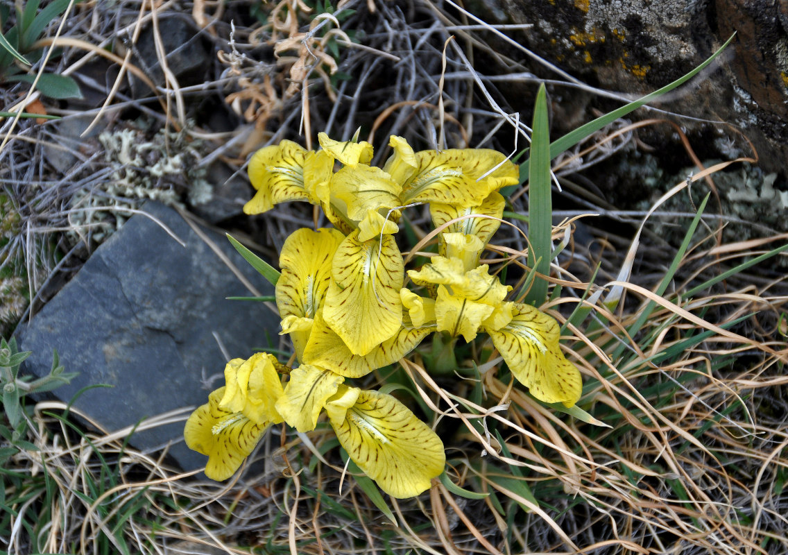 Изображение особи Iris potaninii.