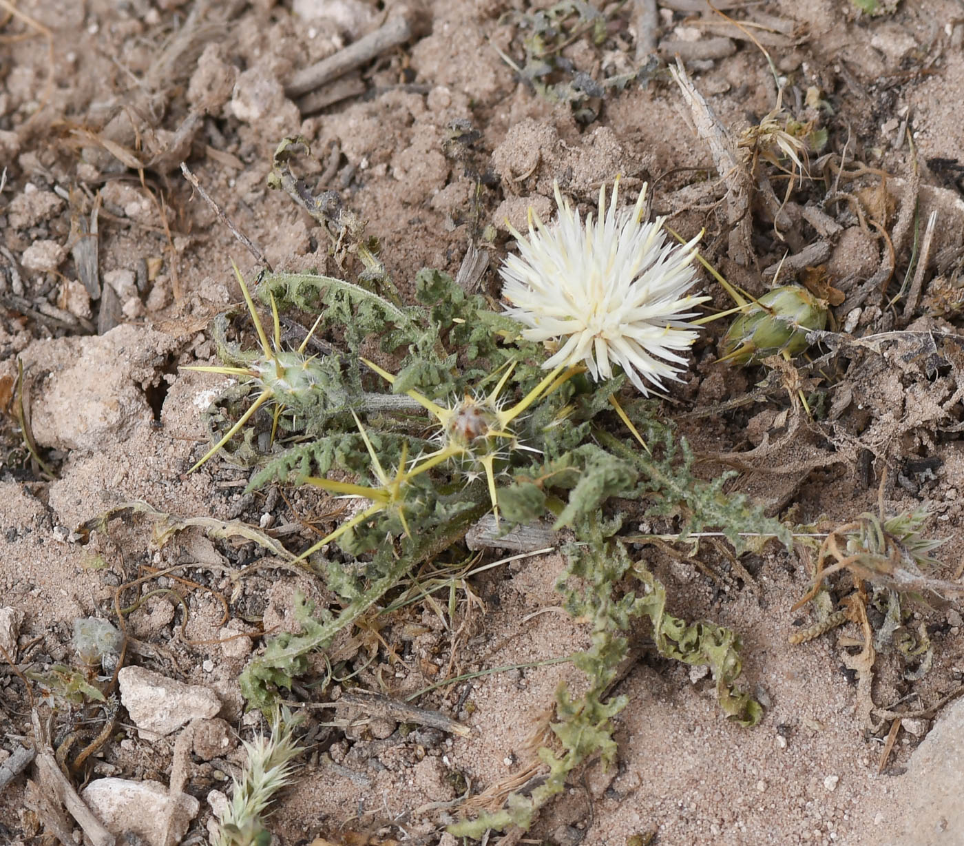 Изображение особи Centaurea sinaica.