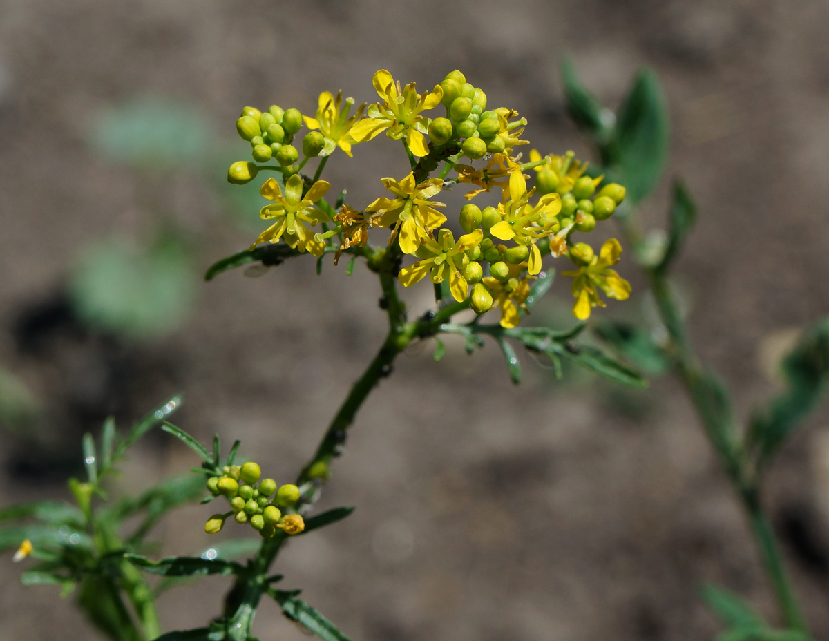 Изображение особи Rorippa sylvestris.