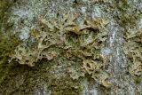 Lobaria pulmonaria