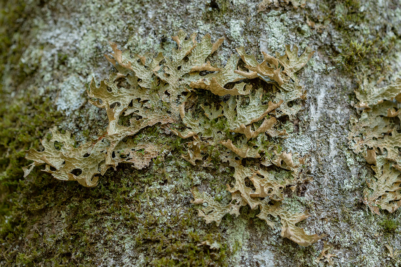 Изображение особи Lobaria pulmonaria.