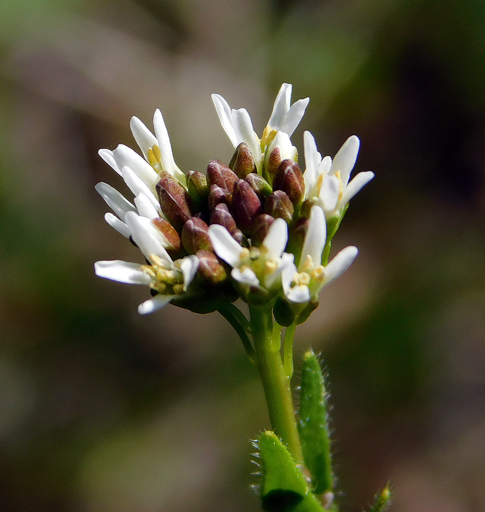 Изображение особи Arabis sagittata.