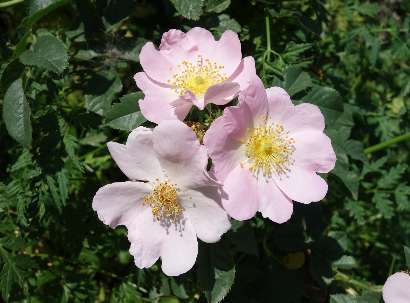 Image of Rosa canina specimen.