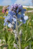 Myosotis alpestris. Верхушка соцветия. Адыгея, Кавказский биосферный заповедник, склон горы Абадзеш, ≈ 2200 м н.у.м., альпийский луг. 28.06.2015.