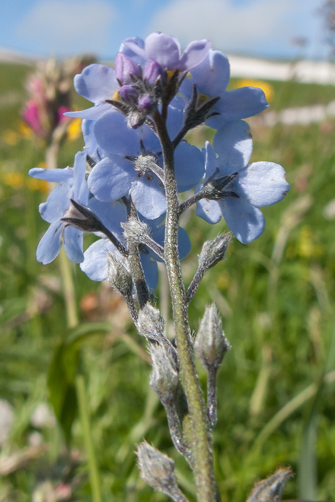 Изображение особи Myosotis alpestris.