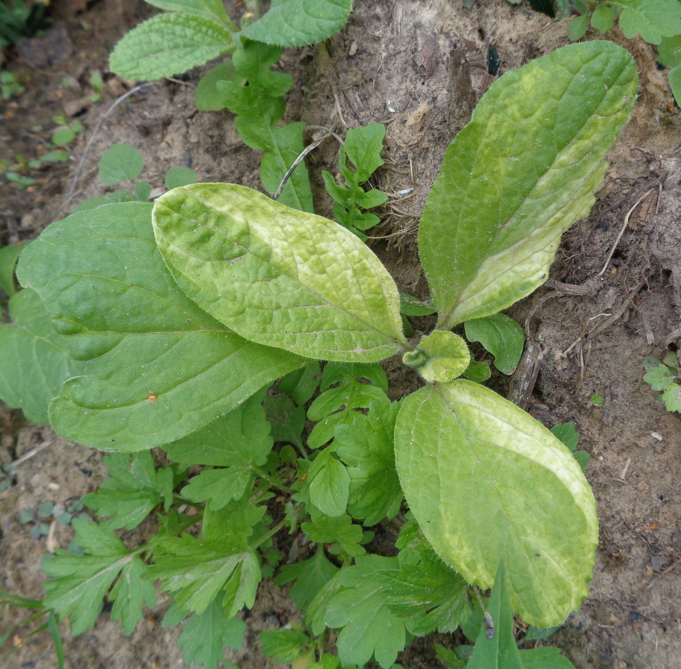 Image of Borago officinalis specimen.