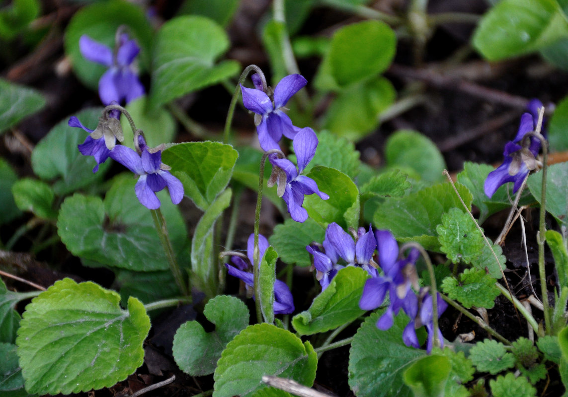 Image of Viola odorata specimen.