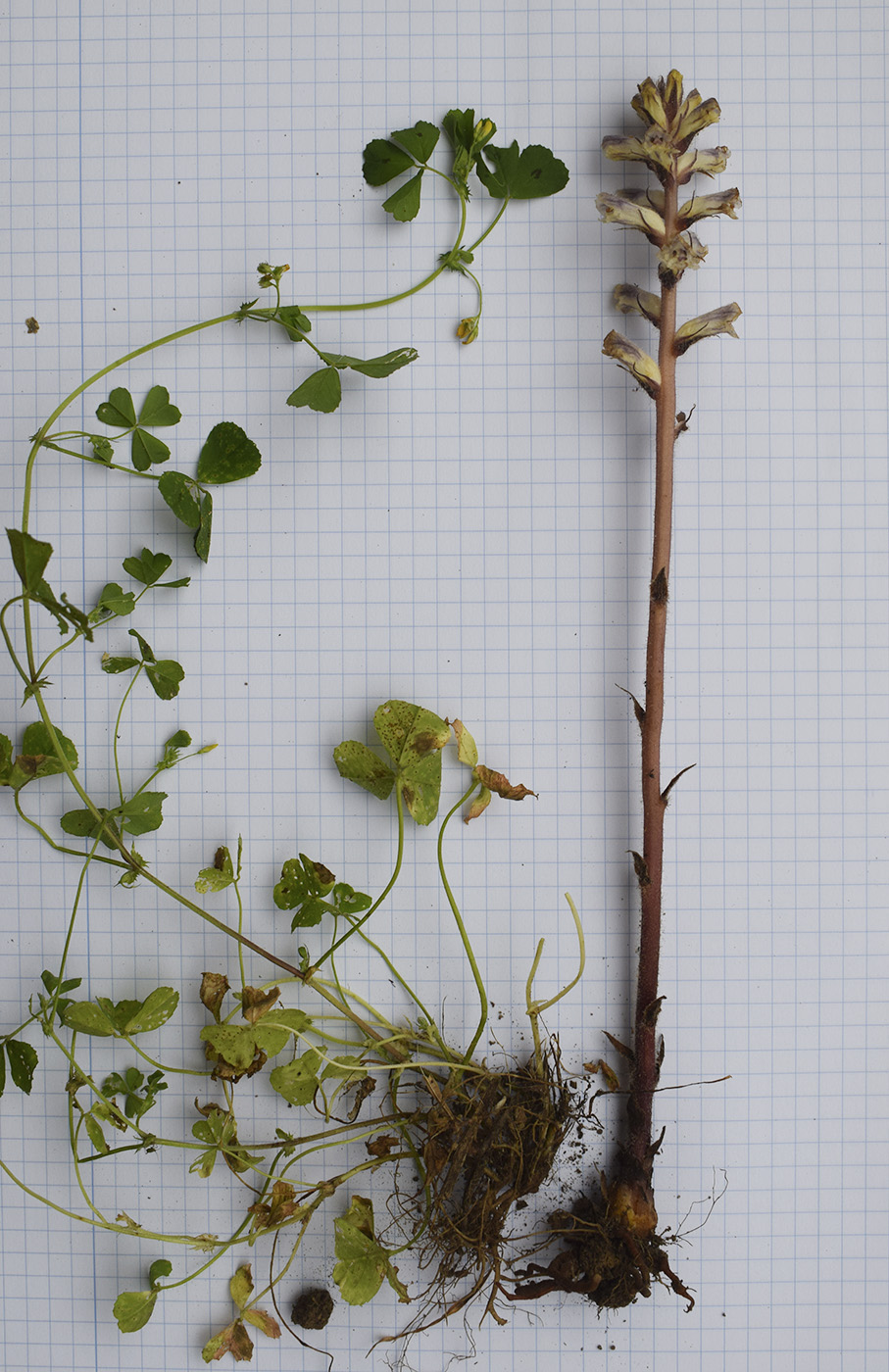 Image of Orobanche minor specimen.