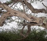 Vachellia erioloba