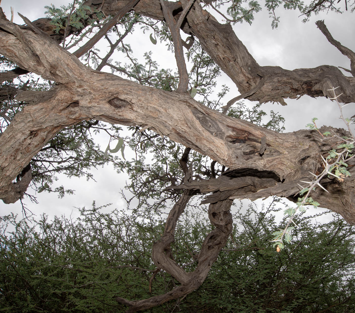 Изображение особи Vachellia erioloba.