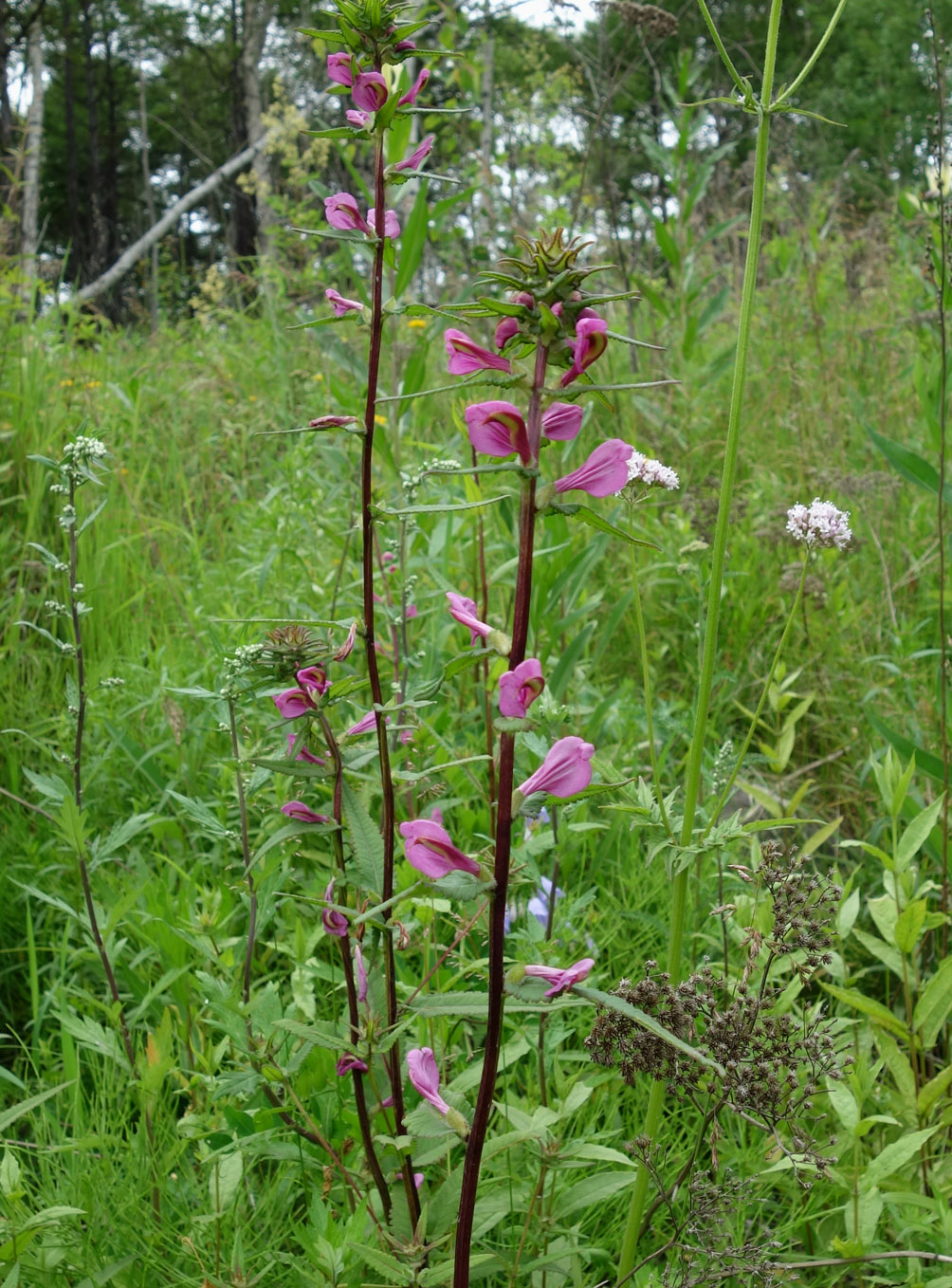 Изображение особи Pedicularis resupinata.