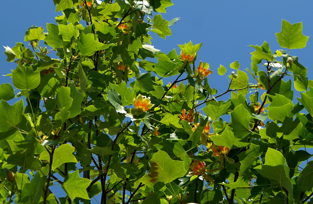 Изображение особи Liriodendron tulipifera.