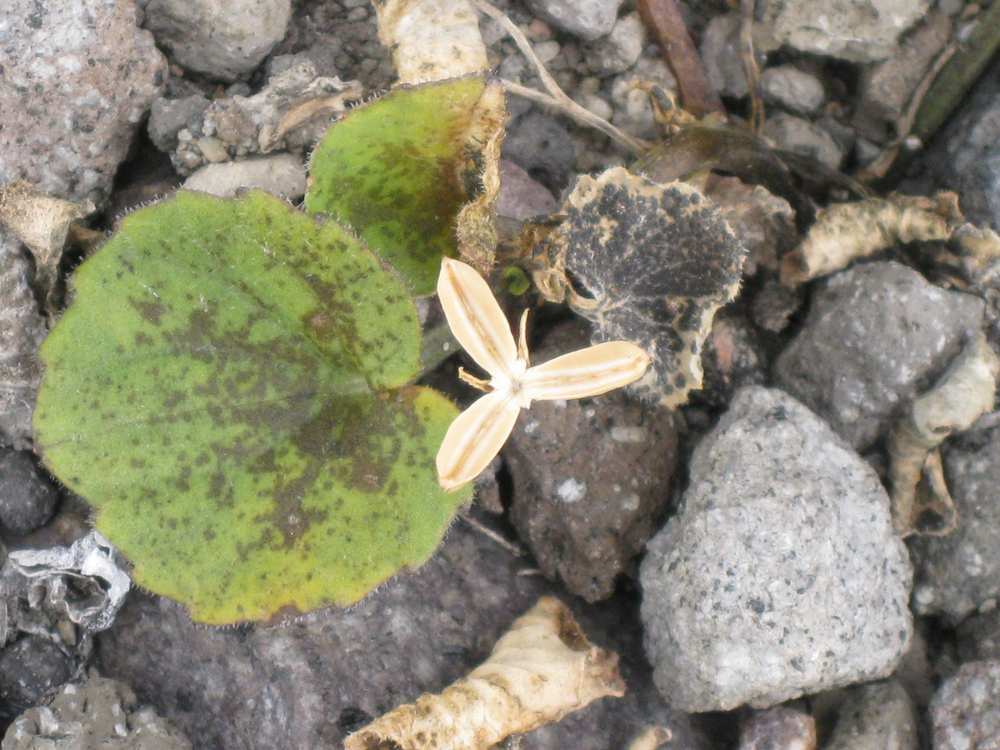 Image of Viola avatschensis specimen.