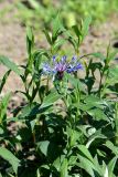 Centaurea triumfettii. Часть побега с цветком. Санкт-Петербург, Курортный р-н, г. Сестрорецк, окр. ж.-д. ст. Разлив, в культуре. 14.06.2020.