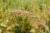 Echinochloa crus-galli