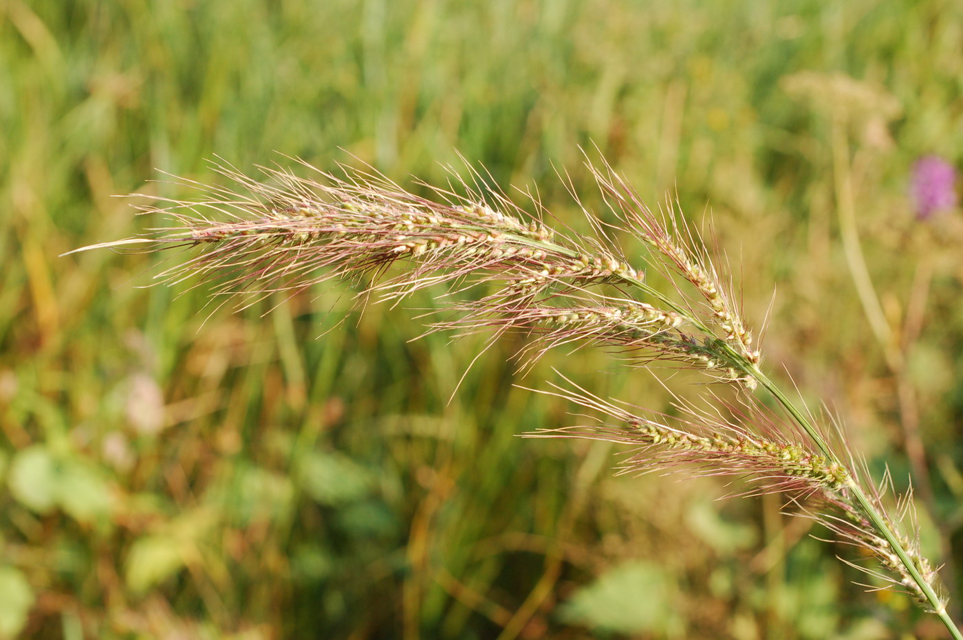 Изображение особи Echinochloa crus-galli.