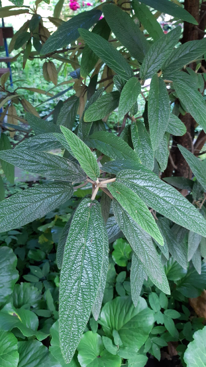 Image of Viburnum rhytidophyllum specimen.