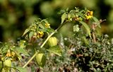 Physalis angulata