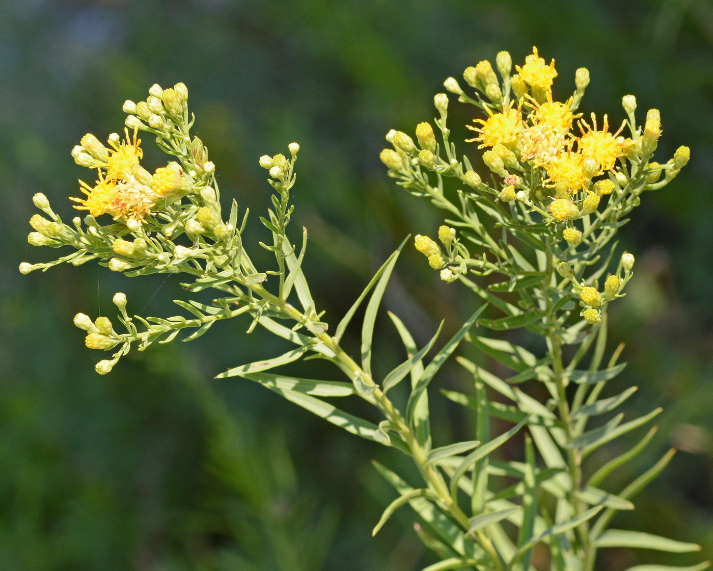 Image of Galatella trinervifolia specimen.