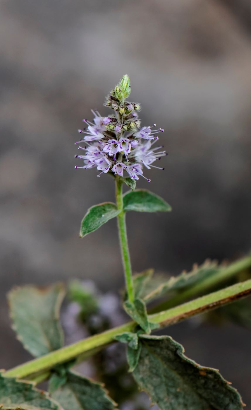Image of Mentha asiatica specimen.