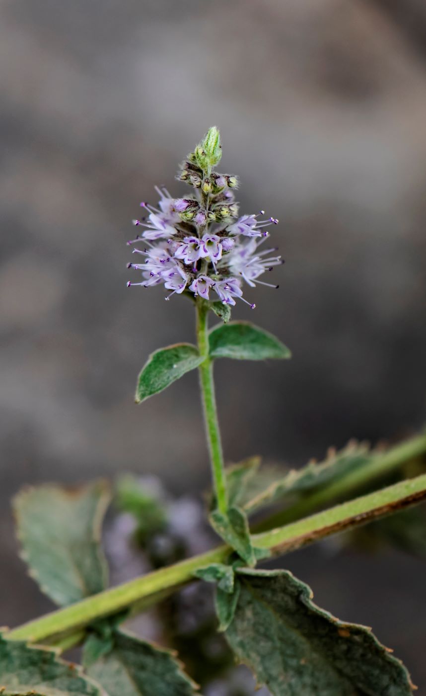 Изображение особи Mentha asiatica.