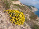 Odontarrhena obtusifolia. Цветущее растение. Краснодарский край, м/о Анапа, окр. пос. Супсех, приморский травяной склон. 16.05.2015.