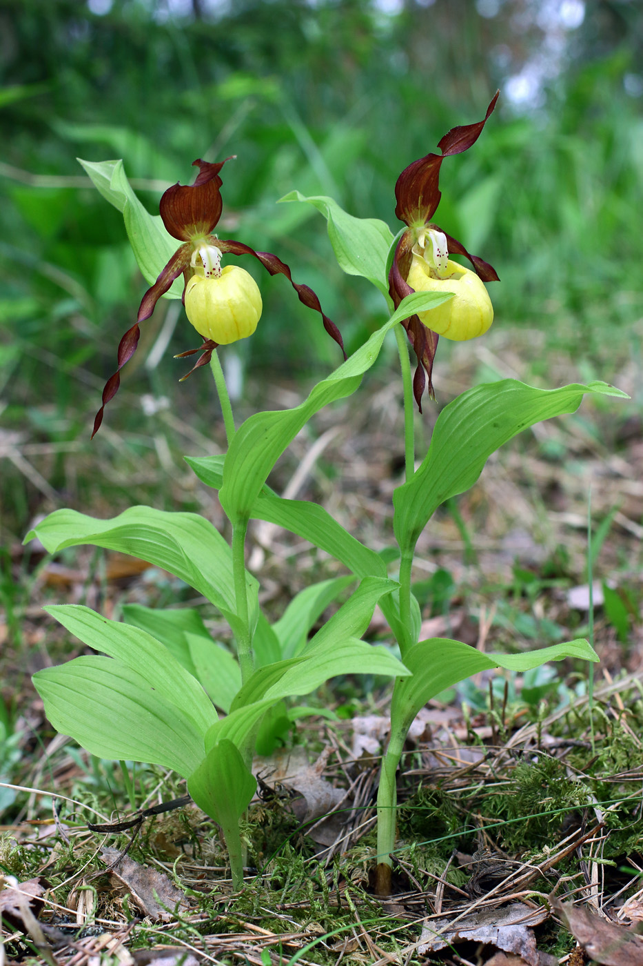 Image of Cypripedium calceolus specimen.