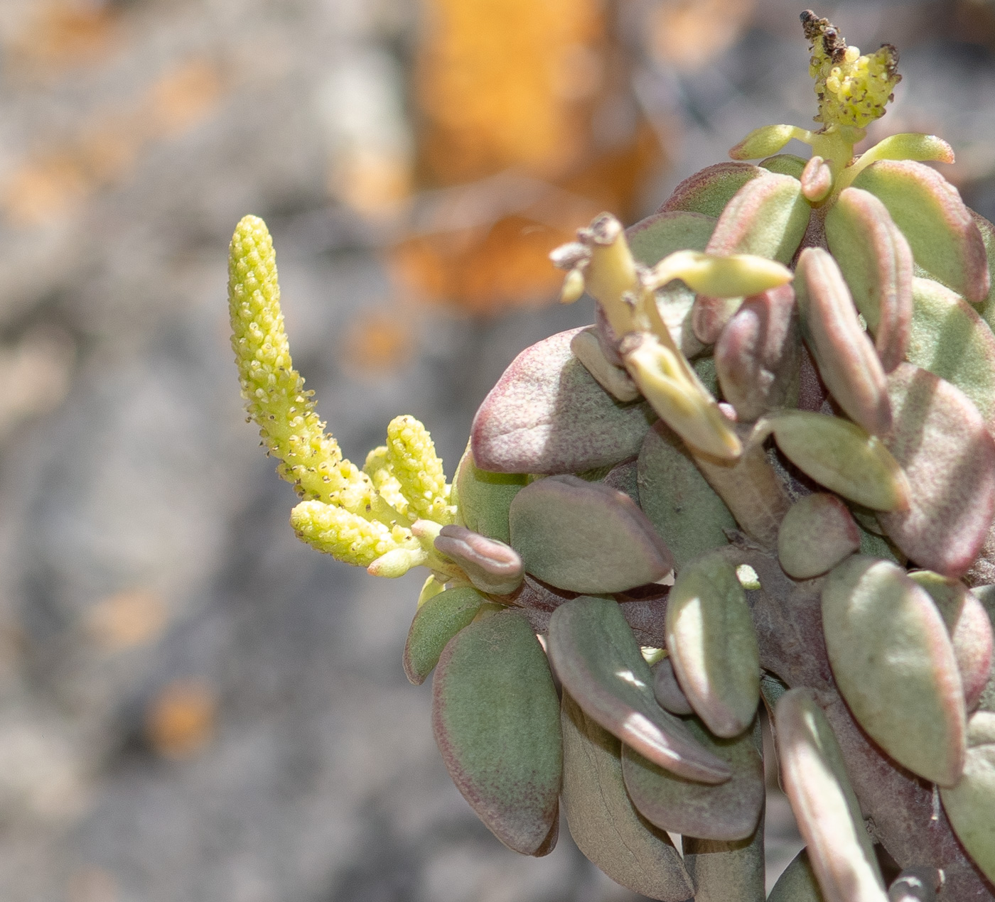 Изображение особи Peperomia nivalis var. lepadiphylla.