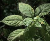 Impatiens parviflora